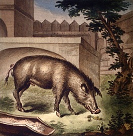 Le cochon
