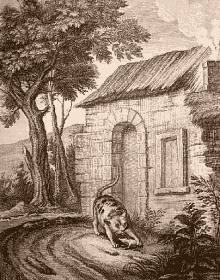 Le vieux chat et la jeune souris