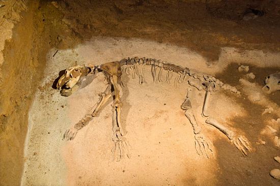 Squelette d'un ours de 300kg découvert dans les années 90 au sein des grottes d'Azé